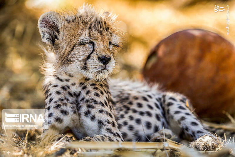 عکس توله پلنگ