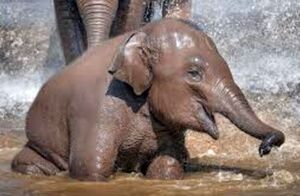 آب بازی یک بچه فیل