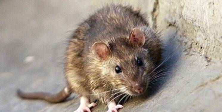 ماجرای موشهای ترانزیتی پایتخت/ چه تعداد موش در تهران داریم؟
