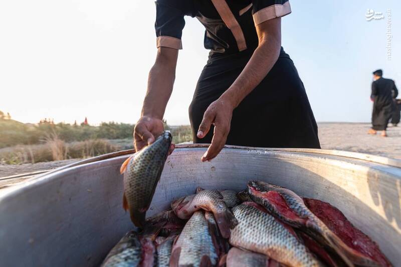 عکس/ ماهی صلواتی در مسیر کربلا