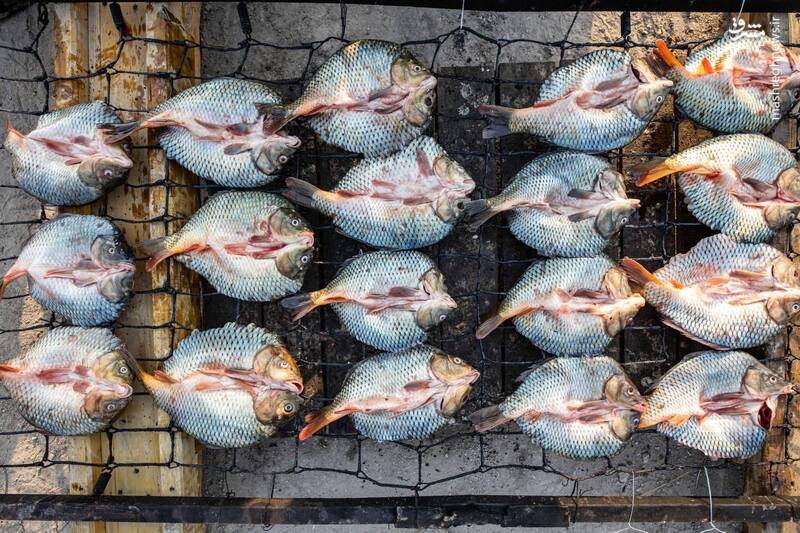 عکس/ ماهی صلواتی در مسیر کربلا