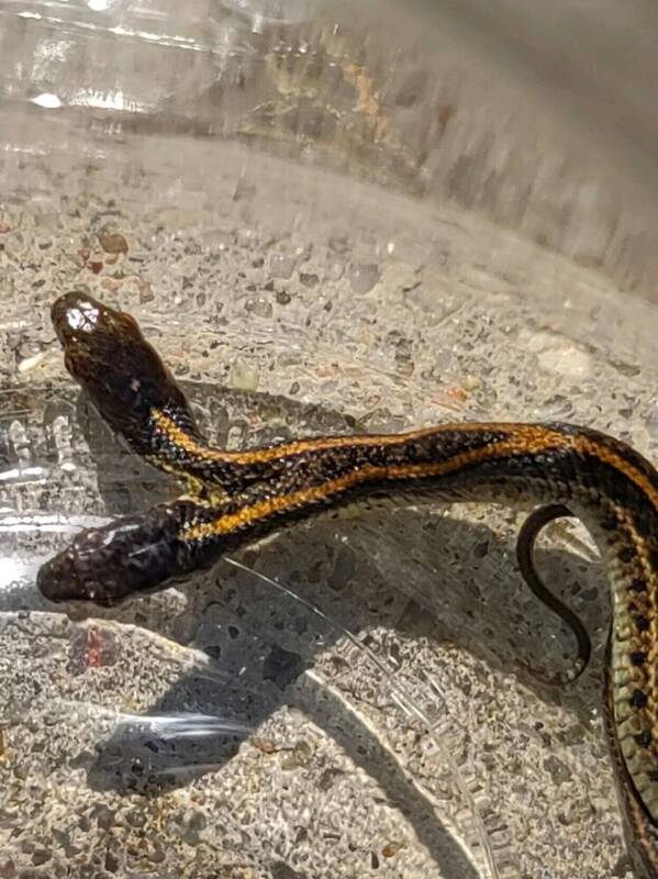 تصویر مار عجیب و غریب کشف شده در آمریکا | این مار دو سر ترسناک را ببینید