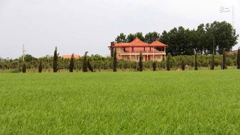 کشاورزانی که سرایدار ویلای زمین خود میشوند +عکس