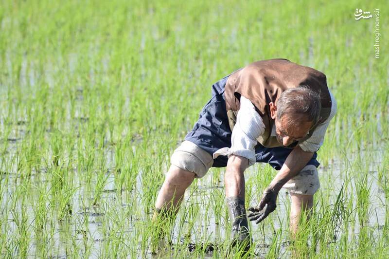 کشاورزانی که سرایدار ویلای زمین خود میشوند +عکس
