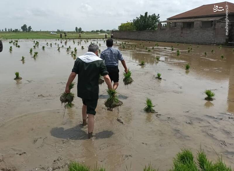 کشاورزانی که سرایدار ویلای زمین خود میشوند +عکس