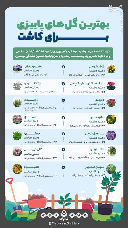 بهترین گلهای پاییزی برای کاشت