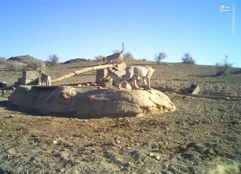 مشاهده یک یوز به همراه ۴ توله اش در منطقه توران+ عکس