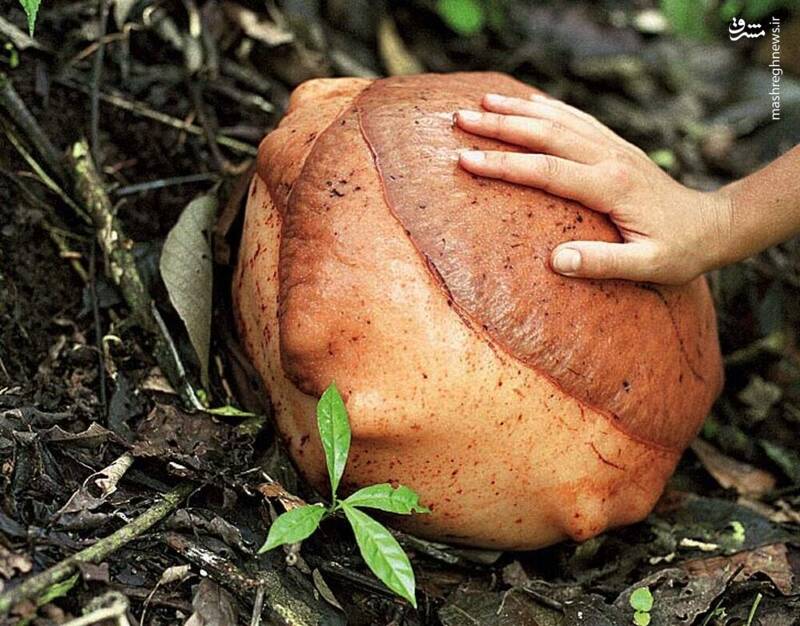 بزرگترین گل دنیا شکوفه داد+ عکس