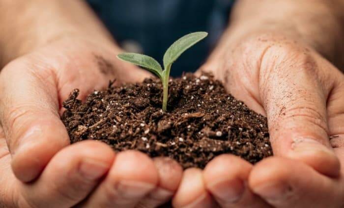 تفاله برای گیاه