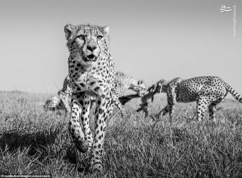 عکس/ وحشی‌ترین شکارچیان آفریقا