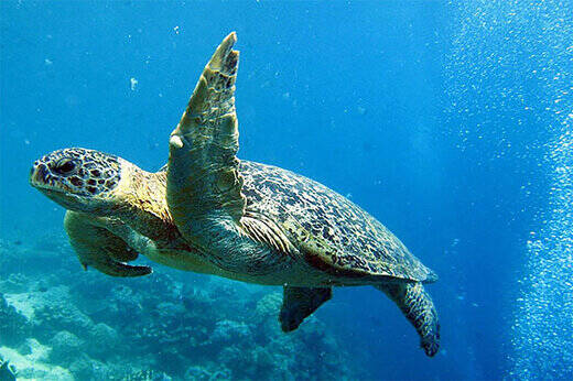 فیلم/ لحظه دیدنی دیدار دوباره لاکپشت غول پیکر با اقیانوس