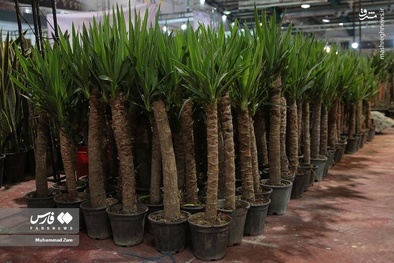 عکس/ نمایشگاه گل و گیاه یزد