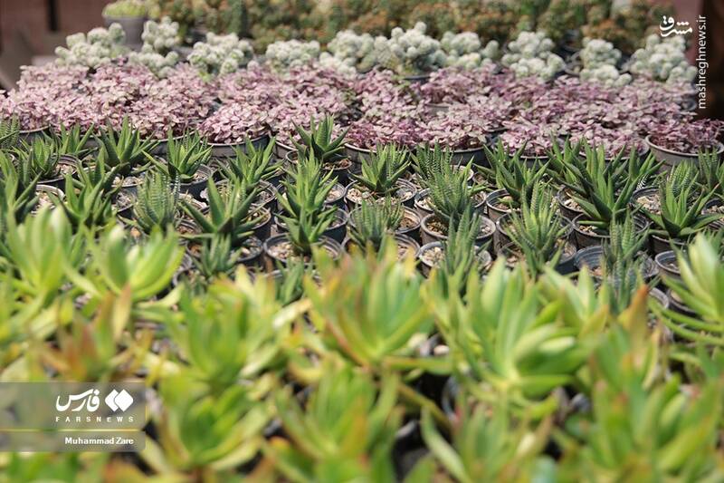 عکس/ نمایشگاه گل و گیاه یزد