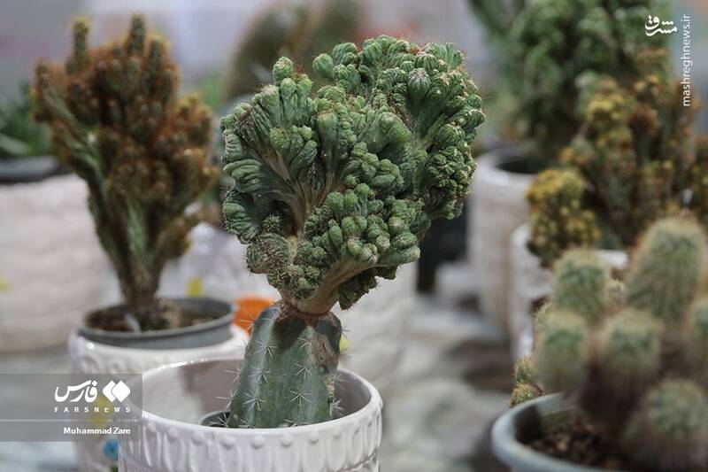 عکس/ نمایشگاه گل و گیاه یزد