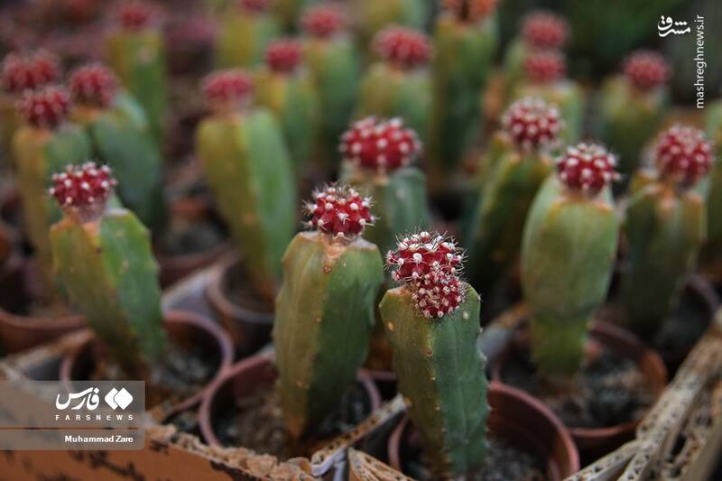 عکس/ نمایشگاه گل و گیاه یزد