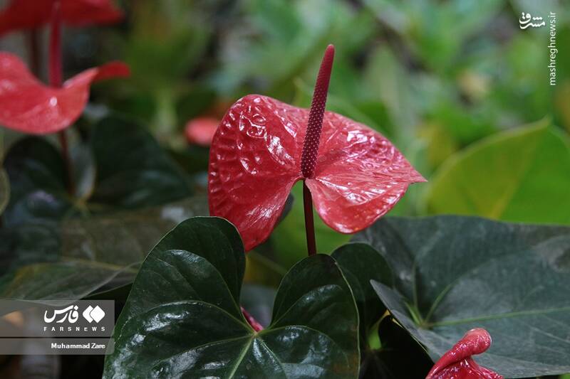 عکس/ نمایشگاه گل و گیاه یزد