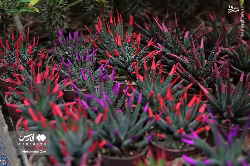 عکس/ نمایشگاه گل و گیاه یزد