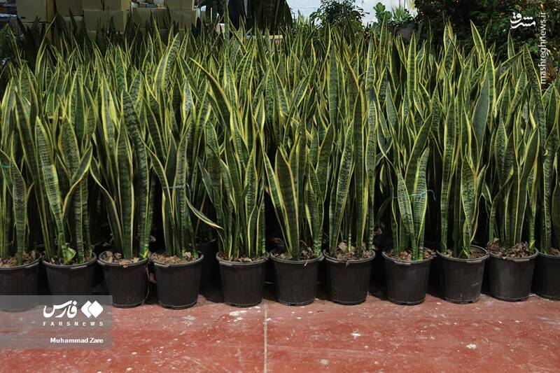 عکس/ نمایشگاه گل و گیاه یزد