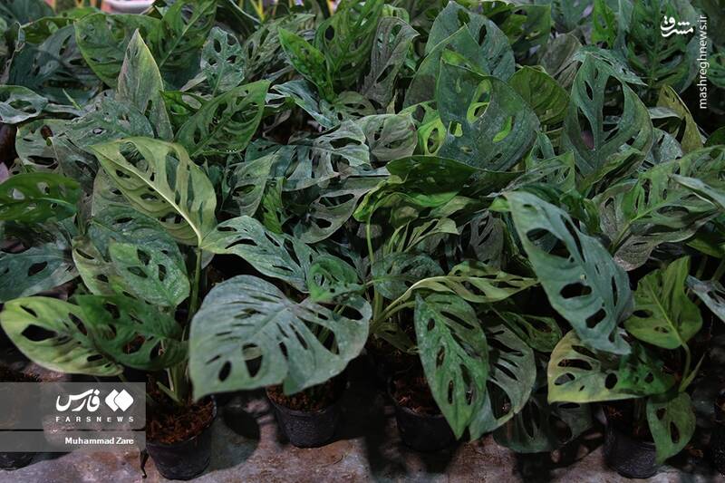 عکس/ نمایشگاه گل و گیاه یزد