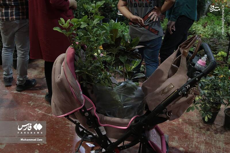 عکس/ نمایشگاه گل و گیاه یزد