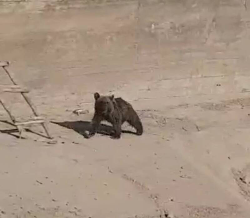 نجات یک قلاده توله خرس در رودبار + عکس