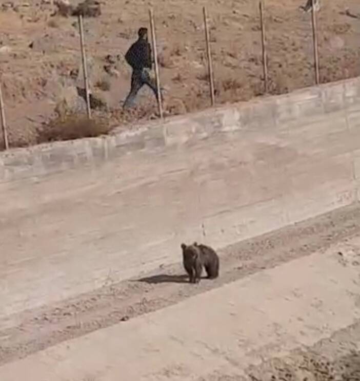 نجات یک قلاده توله خرس در رودبار + عکس