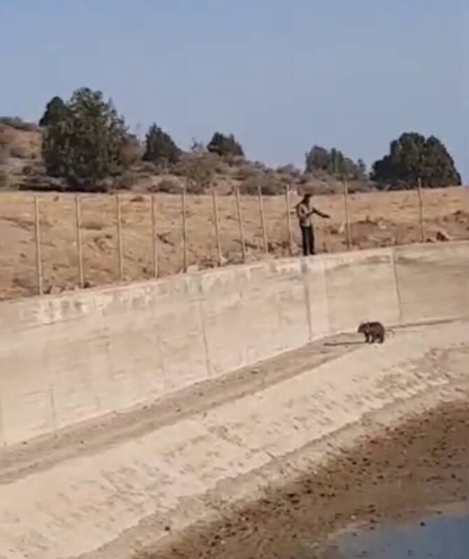 نجات یک قلاده توله خرس در رودبار + عکس