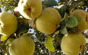 خواص میوه زیبایی