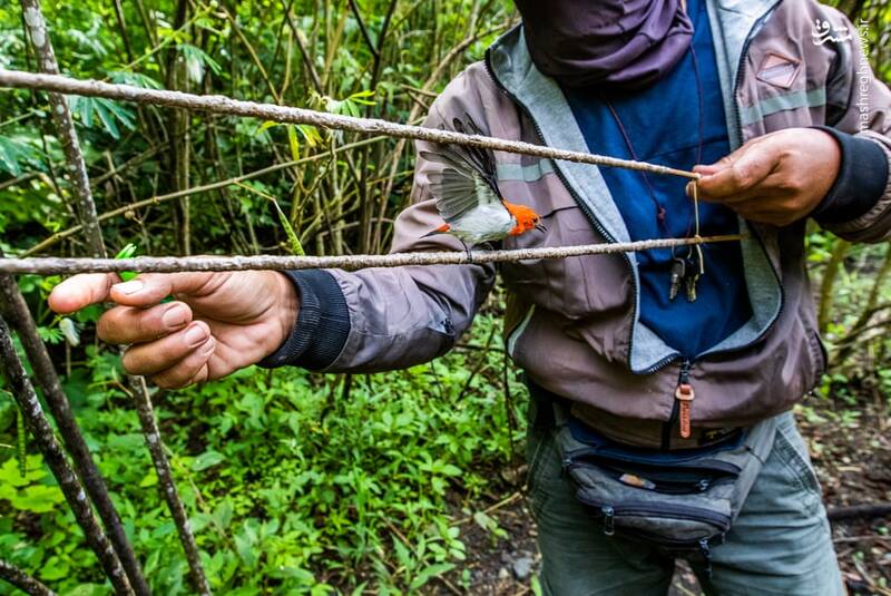 عکس/ تجارت پرندگان در اندونزی