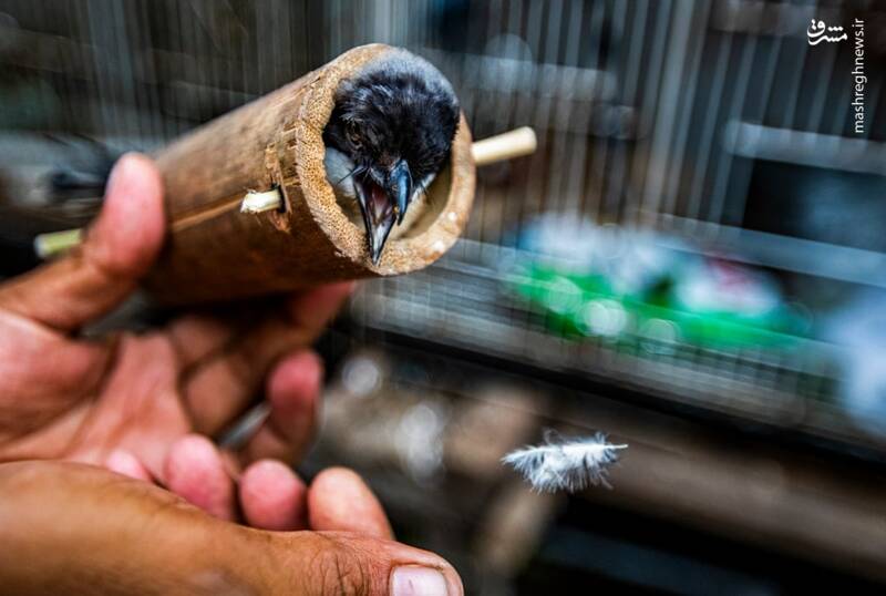 عکس/ تجارت پرندگان در اندونزی