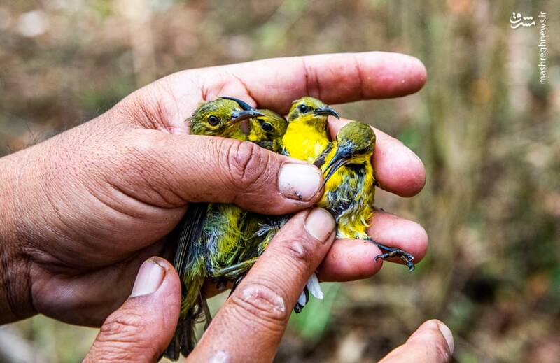 عکس/ تجارت پرندگان در اندونزی