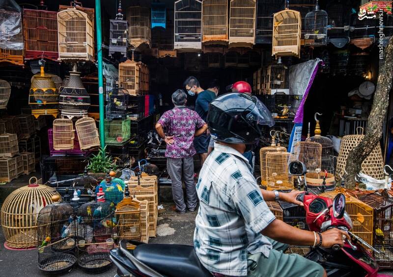 عکس/ تجارت پرندگان در اندونزی