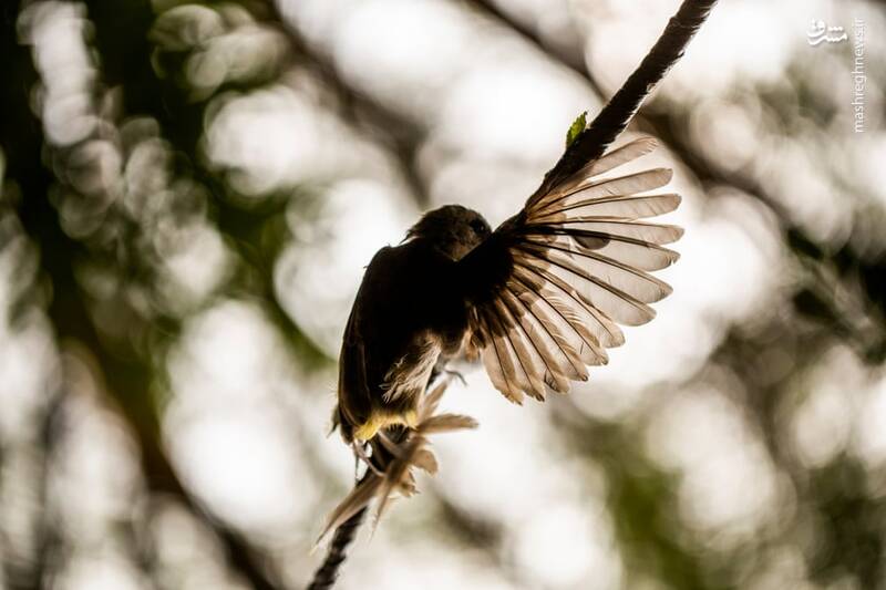 عکس/ تجارت پرندگان در اندونزی