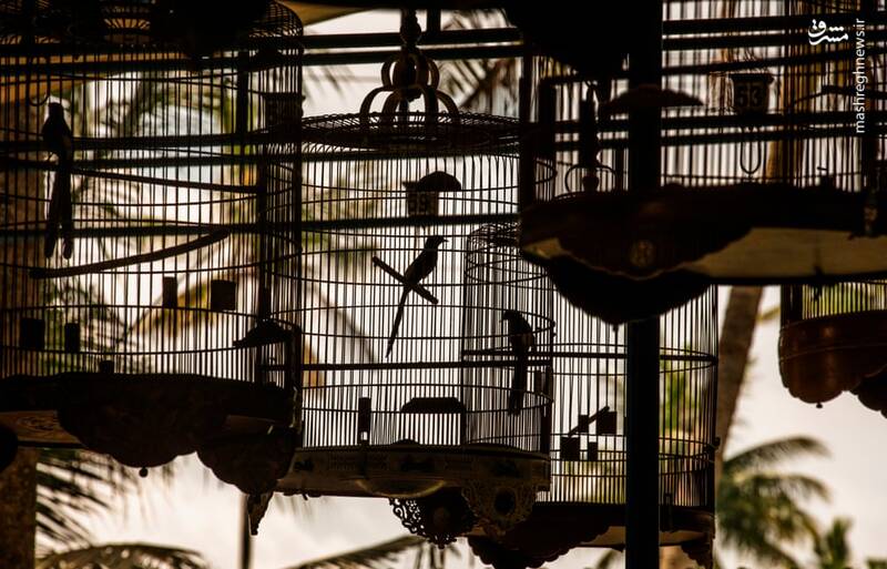 عکس/ تجارت پرندگان در اندونزی