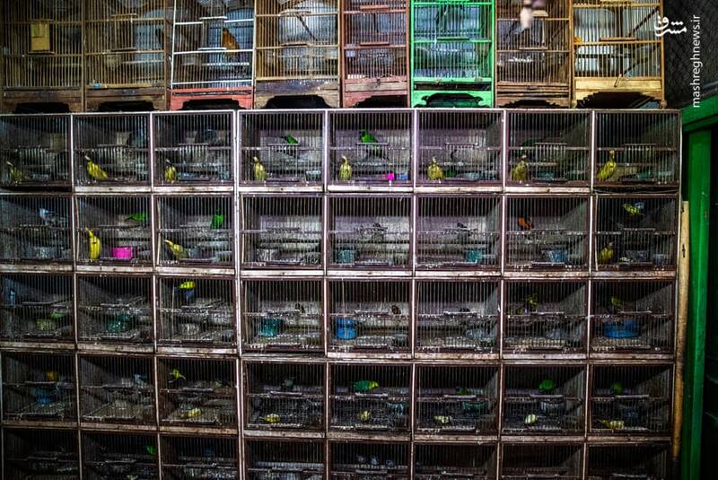 عکس/ تجارت پرندگان در اندونزی