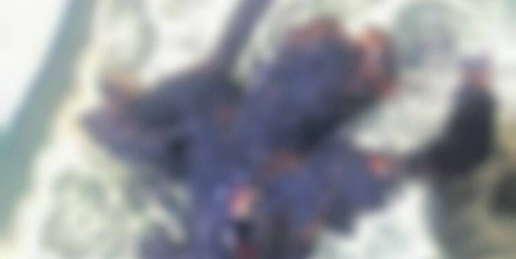 شهیدی که در آتش فتنه تروریستها خاکستر شد +فیلم و عکس