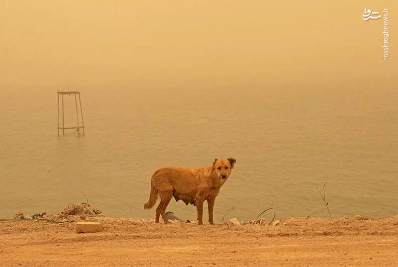عکس/ طوفان شن در عراق