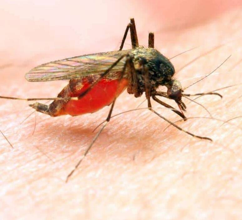 «مالاریا» چه افرادی را بیشتر تهدید میکند؟