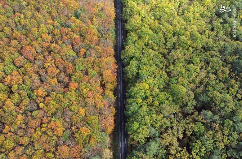 تصاویر دیدنی از شاخ و برگهای پاییزی