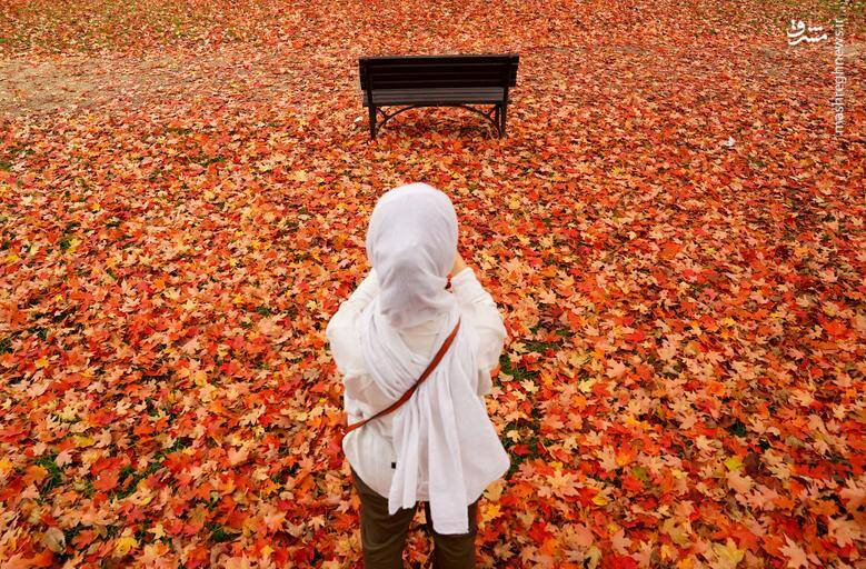 تصاویر دیدنی از شاخ و برگهای پاییزی