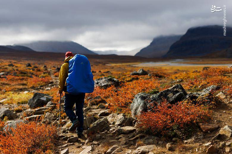 تصاویر دیدنی از شاخ و برگهای پاییزی