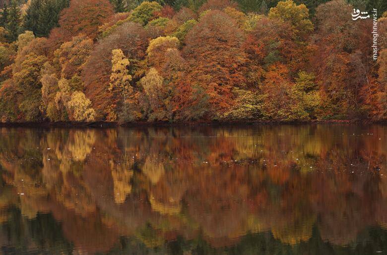تصاویر دیدنی از شاخ و برگهای پاییزی