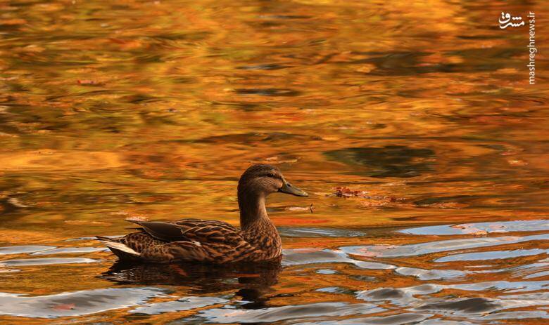 تصاویر دیدنی از شاخ و برگهای پاییزی
