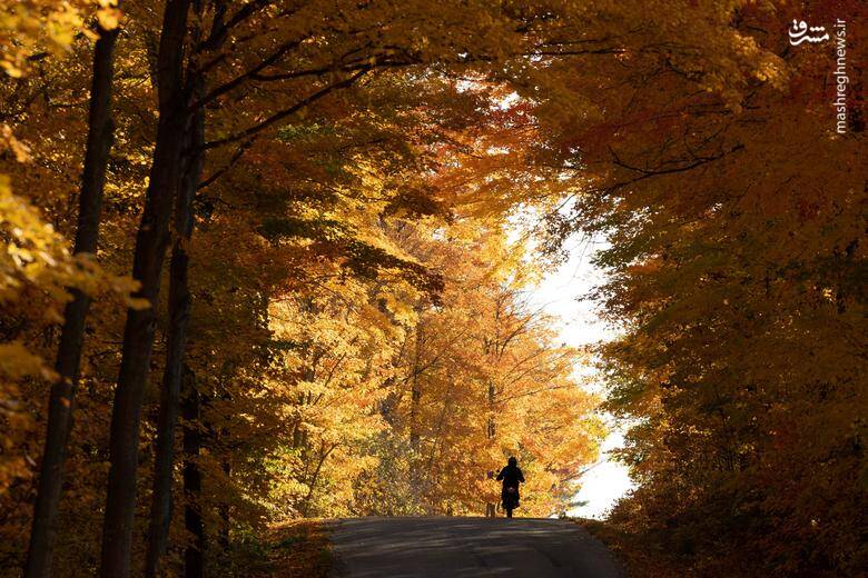 تصاویر دیدنی از شاخ و برگهای پاییزی