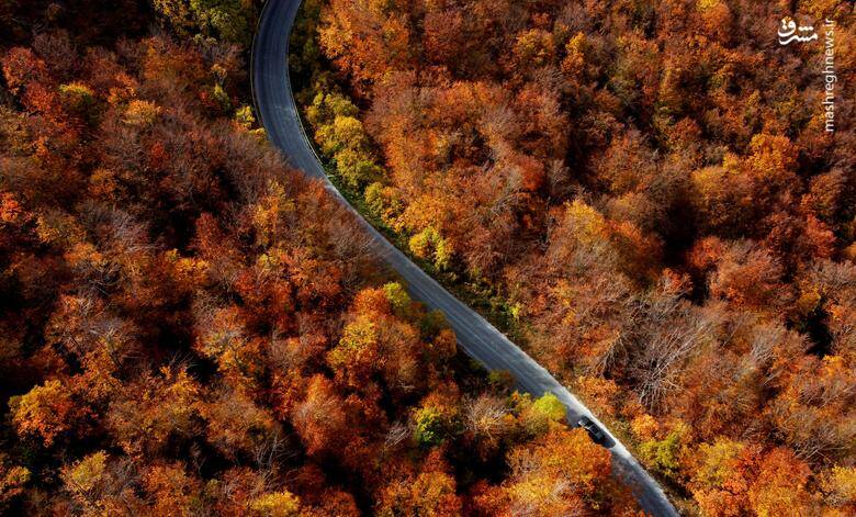 تصاویر دیدنی از شاخ و برگهای پاییزی