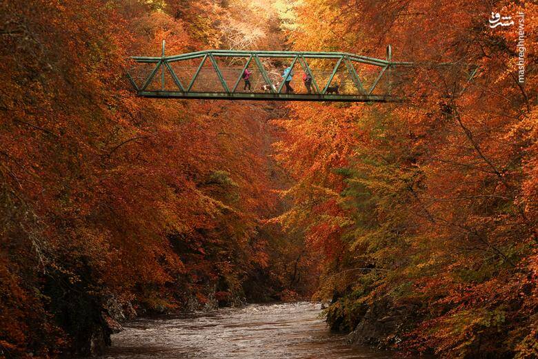 تصاویر دیدنی از شاخ و برگهای پاییزی