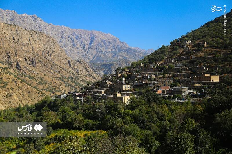 عکس/ برداشت انار ار باغات ژیوار "هورامان"