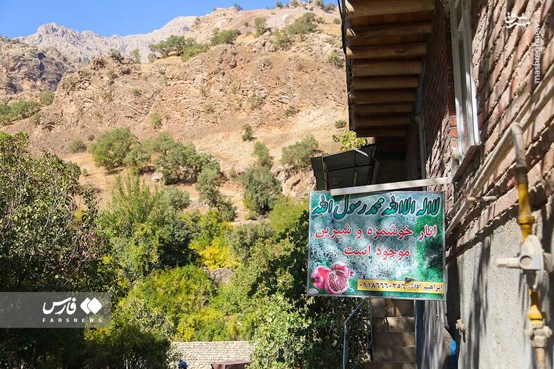 عکس/ برداشت انار ار باغات ژیوار "هورامان"