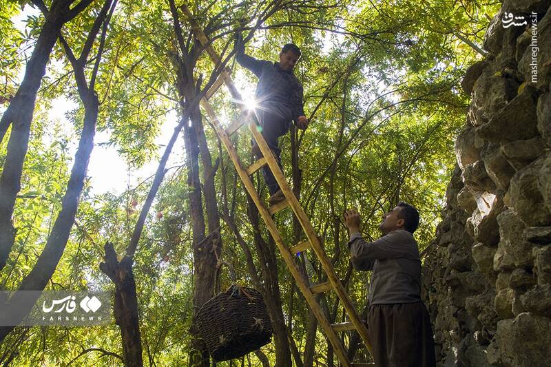 عکس/ برداشت انار ار باغات ژیوار "هورامان"