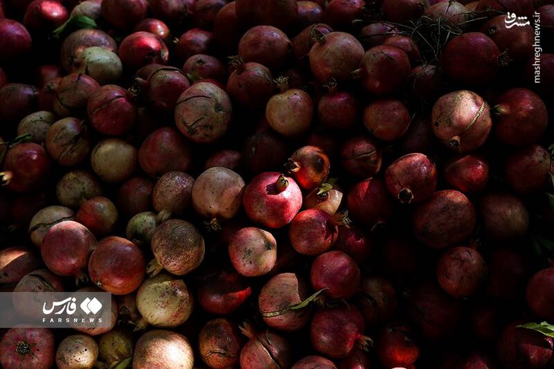 عکس/ برداشت انار ار باغات ژیوار "هورامان"